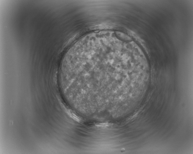 X0000064740153200603031716