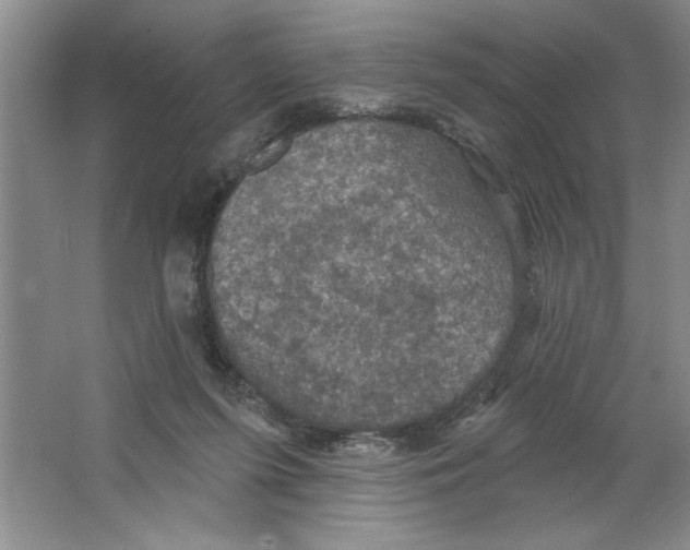 X0000064740215200603031716