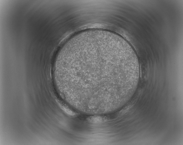 X0000064740253200603031715