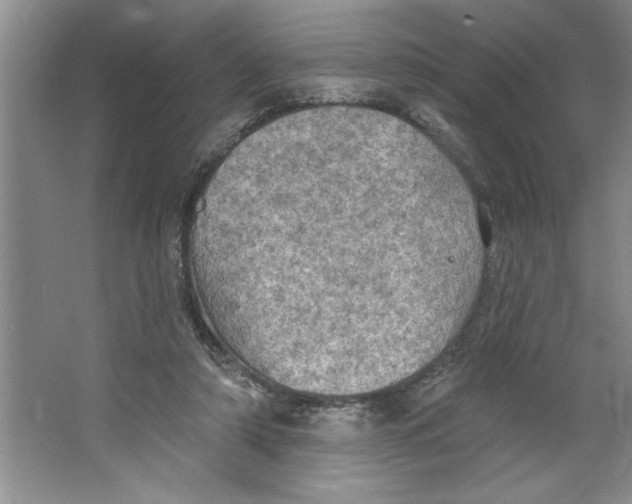 X0000064740306200603031714