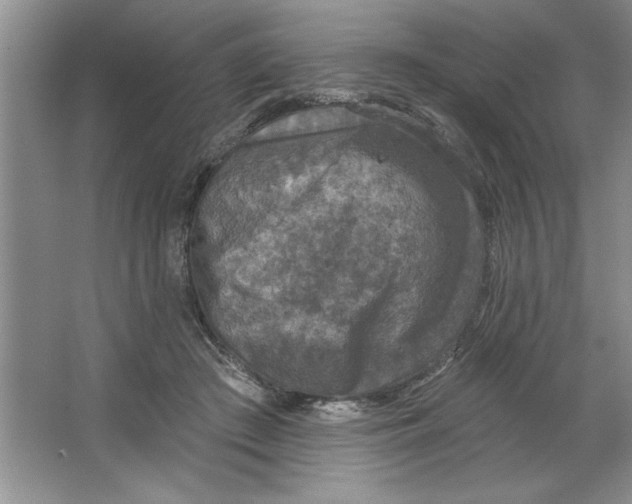 X0000064740409200603031713