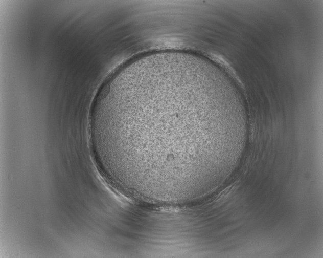 X0000064740439200603031711