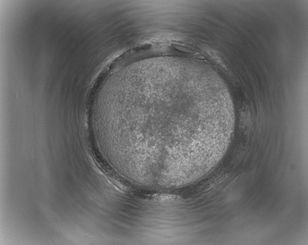 X0000064740539200603031710