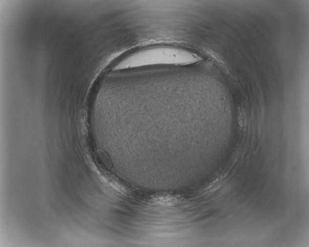 X0000064740540200603031710