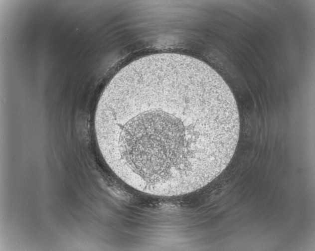 X0000064740592200603031709