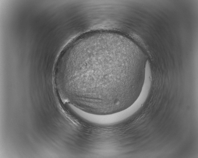 X0000064740680200603031708