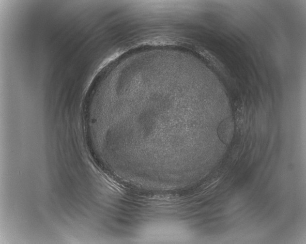 X0000064740727200603031707