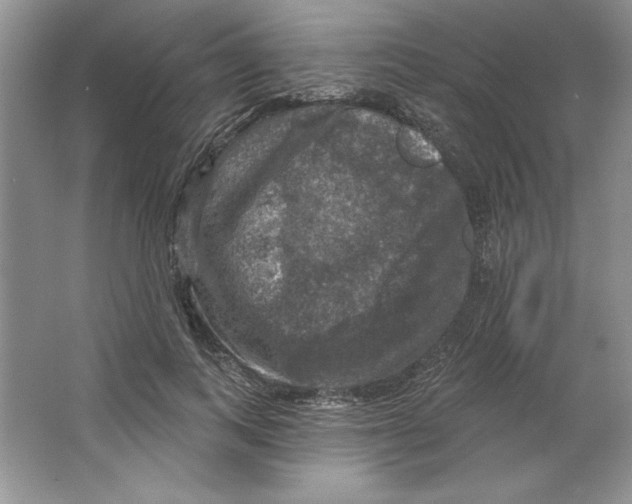 X0000064740743200603031707