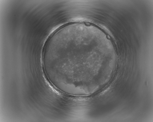 X0000064740839200603031705