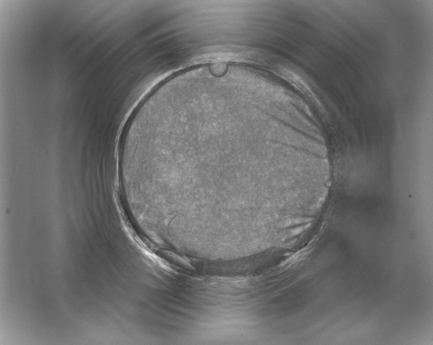 X0000064740844200603031705