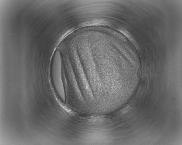 X0000064740850200603031705