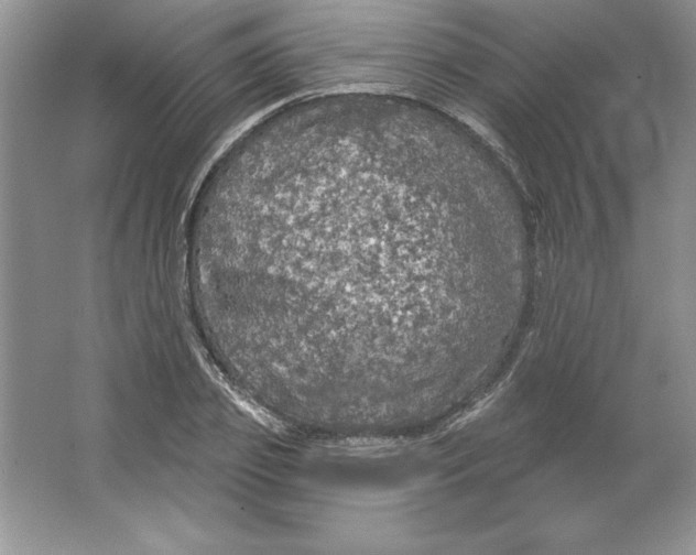 X0000064740933200603031704