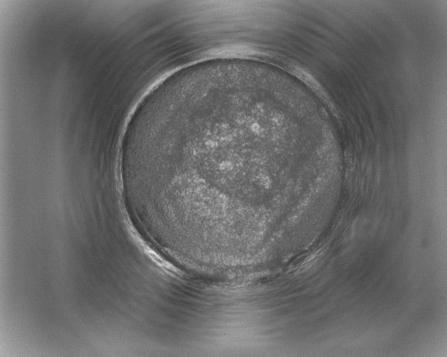 X0000064740939200603031704