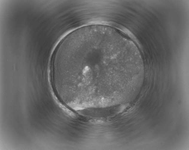 X0000064740955200603031704