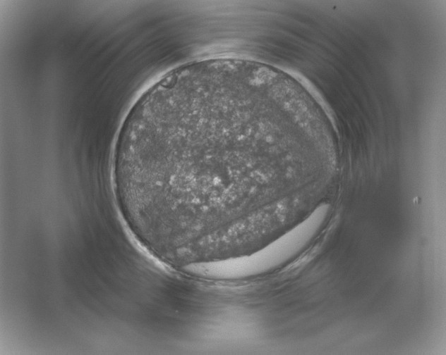 X0000064740957200603031704