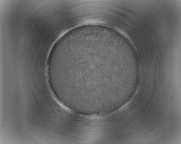 X0000064741029200603031702