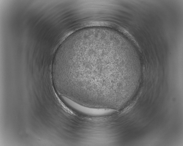 X0000064741033200603031702