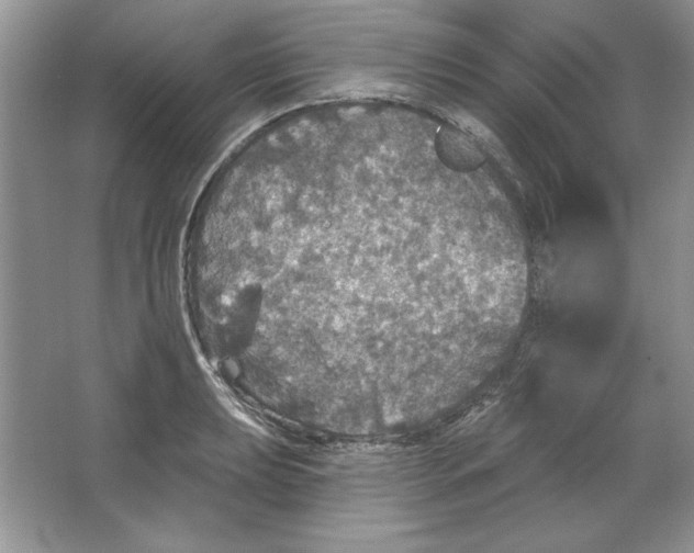 X0000064741039200603031702