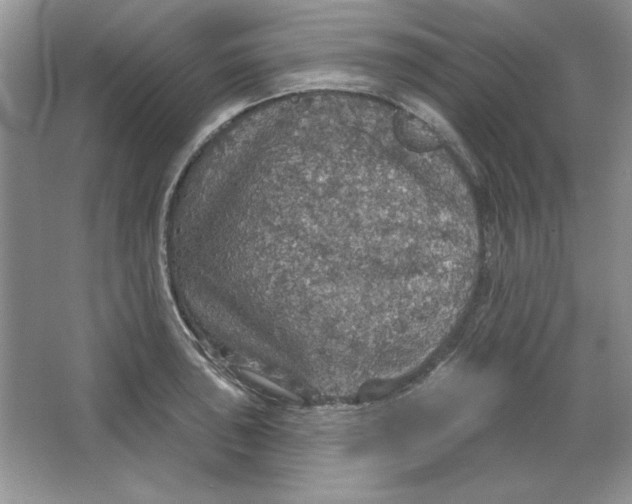 X0000064741043200603031702