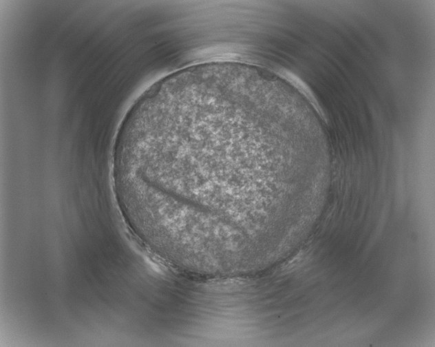 X0000064741051200603031702