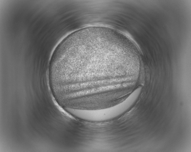 X0000064741100200603031701