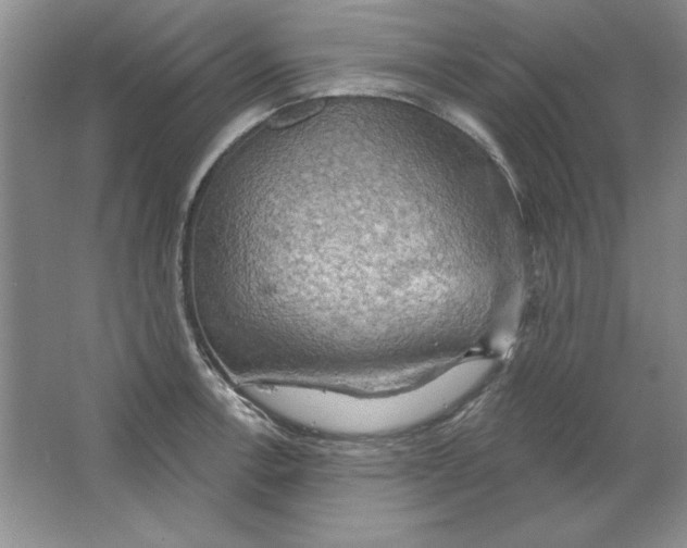 X0000064741138200603031701