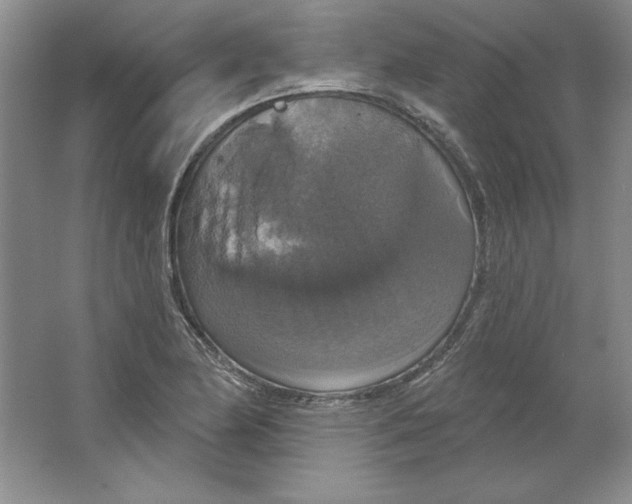 X0000064741174200603031700