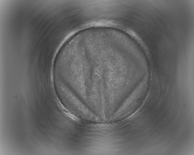 X0000064741232200603031659