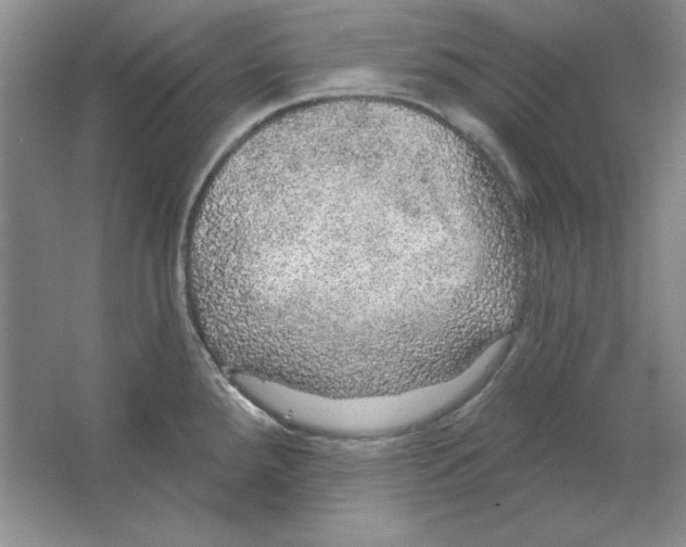 X0000064741288200603031658