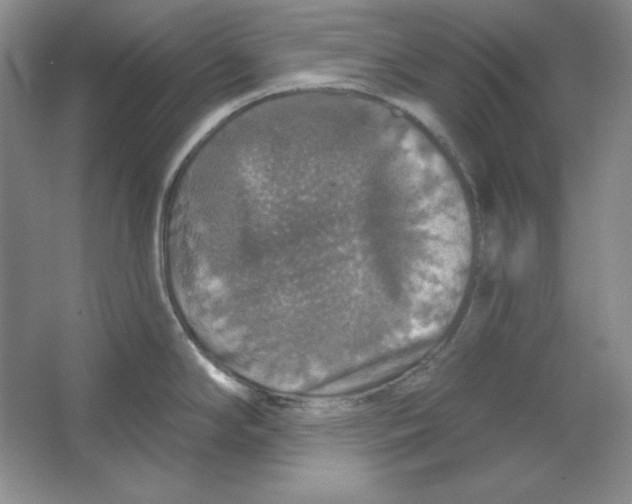 X0000064741294200603031658