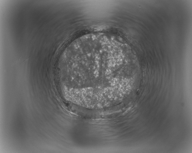 X0000064741393200603031655