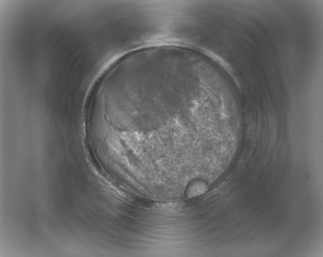 X0000064741415200603031655