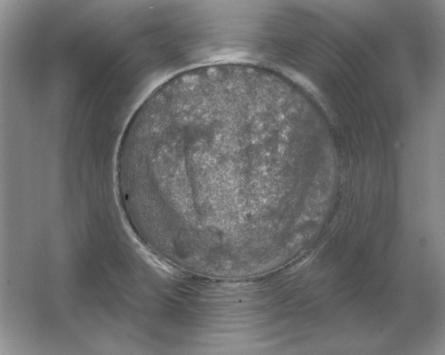 X0000064741423200603031656