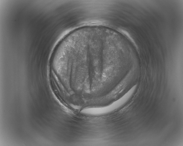 X0000064741424200603031656