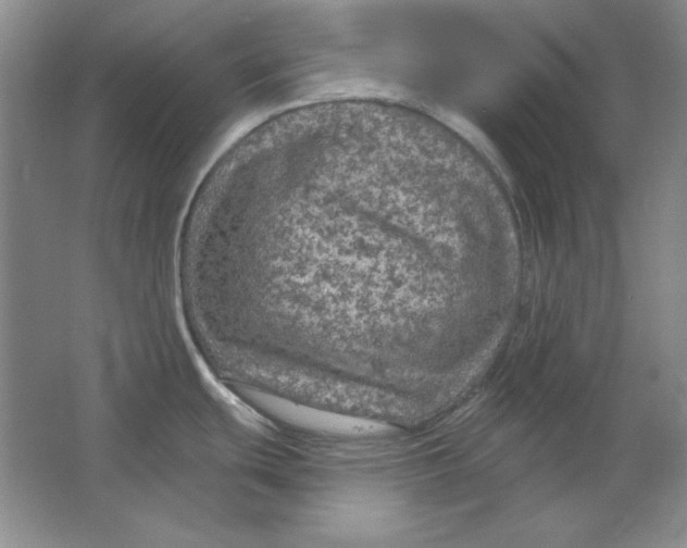 X0000064741439200603031656