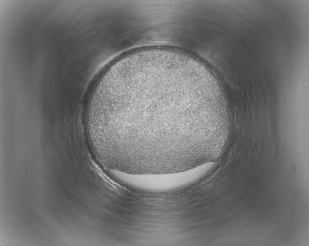 X0000064741452200603031655