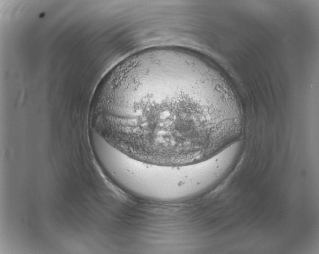 X0000064741513200603031654