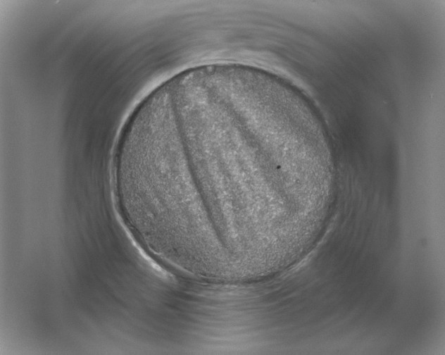 X0000064741517200603031654