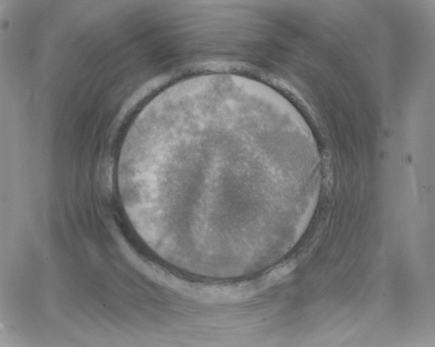 X0000064740016200603131330