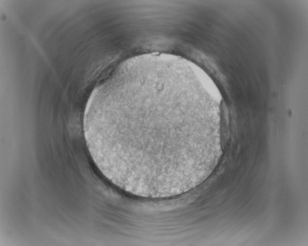 X0000064740017200603131330