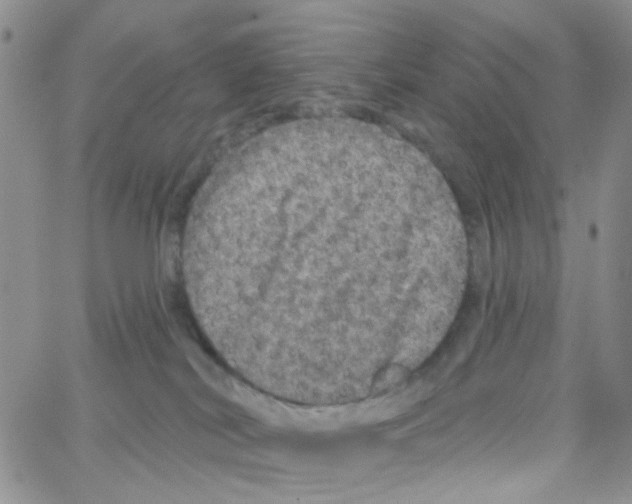 X0000064740038200603131329