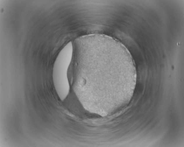 X0000064740041200603131329