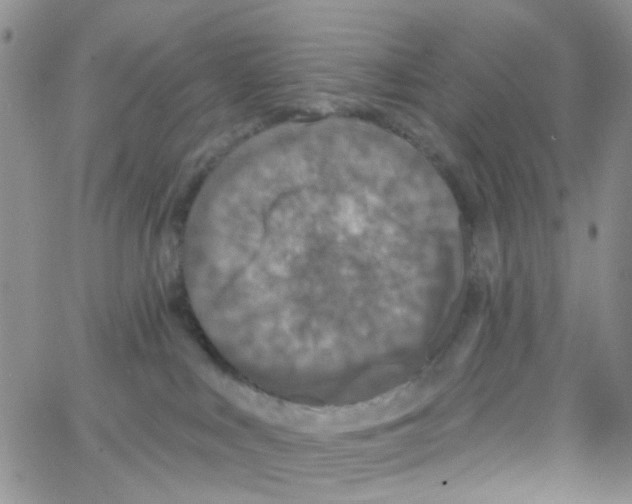 X0000064740043200603131329