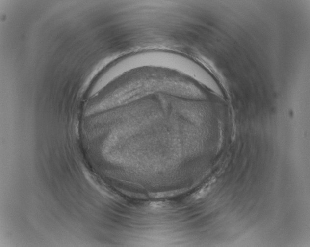 X0000064740060200603131329