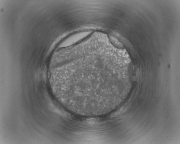 X0000064740064200603131329