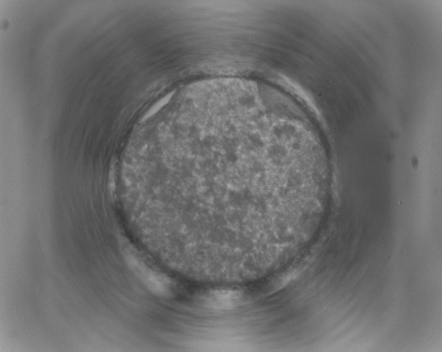 X0000064740065200603131329