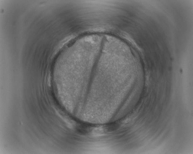 X0000064740068200603131329