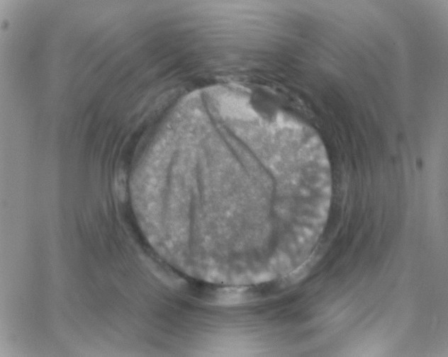 X0000064740090200603131329