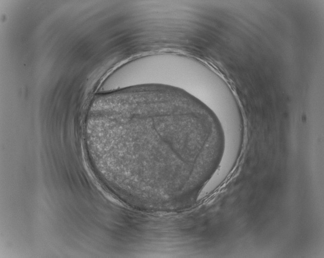 X0000064740097200603131328