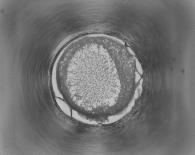 X0000064740100200603131328